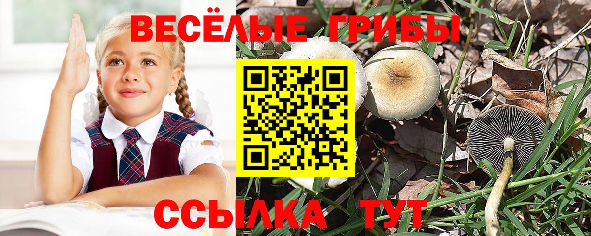 Галлюциногенные грибы GOLDEN TEACHER  Галлюциногенные грибы GOLDEN TEACHER  Вход с VPN  Вольск 